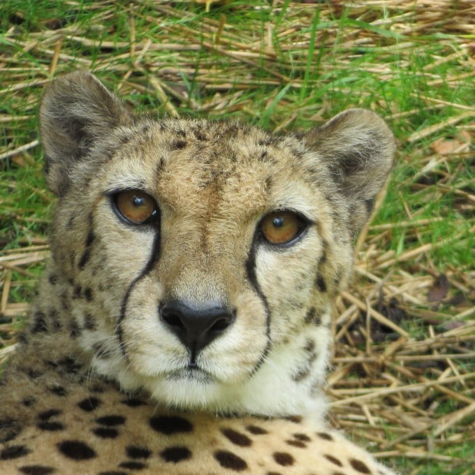 Cheetah Encounter at the Ogl Good Zoo