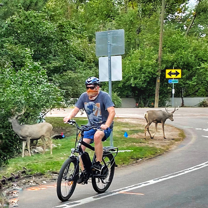 Deer on Ride