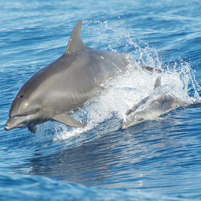 Dolphin near Capers Island