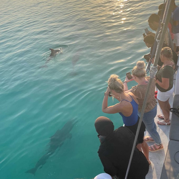 Dolphin Cruise in Florida