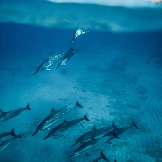 Dolphin Snorkel Tour in Oahu