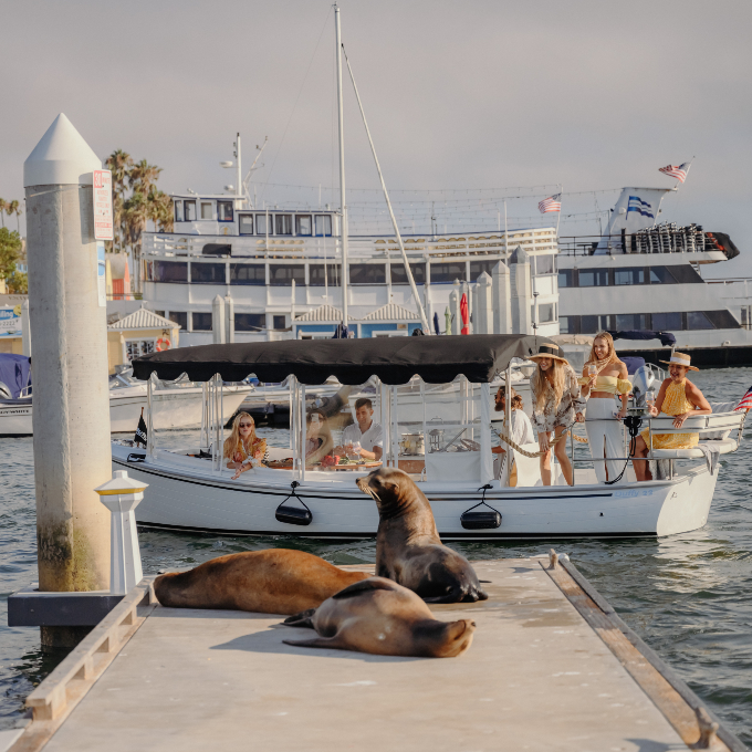 Group viewing sea lions