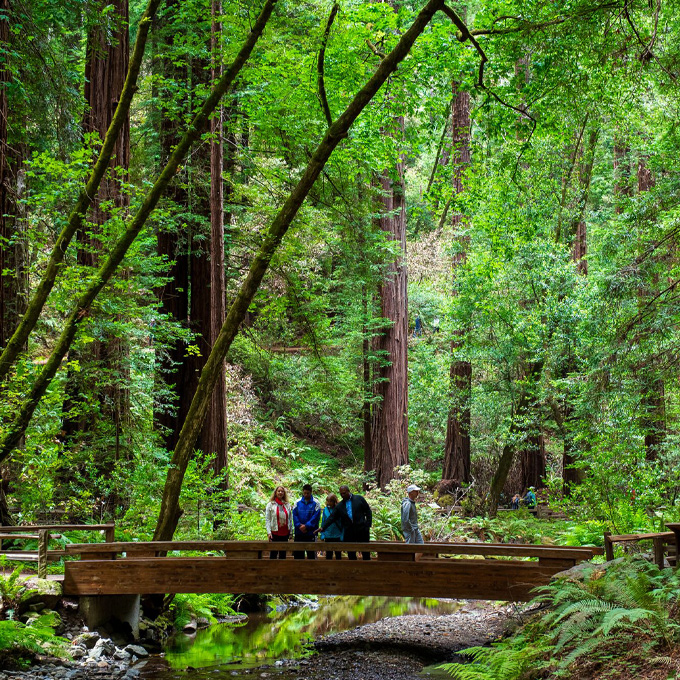 Redwoods & Wine Country Tour