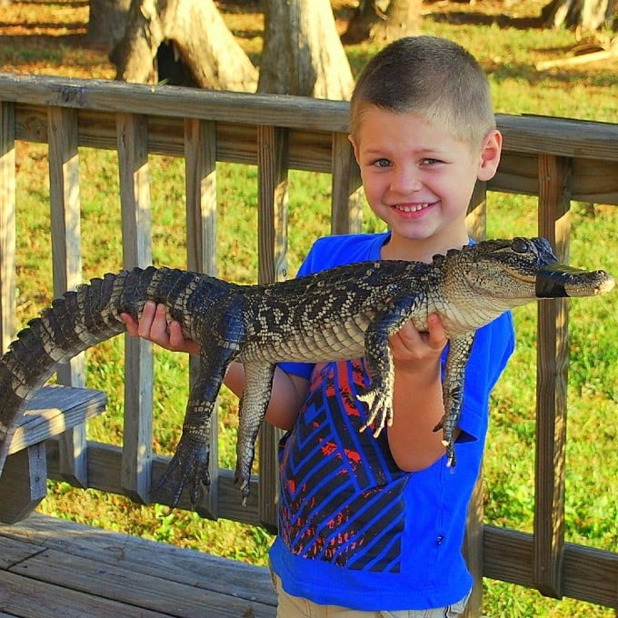 Little boy holding gator
