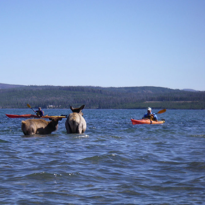 See the Wildlife from a Kayak