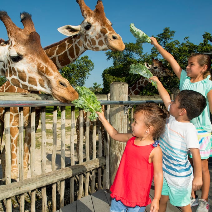Visit with Giraffes at Miami Zoo