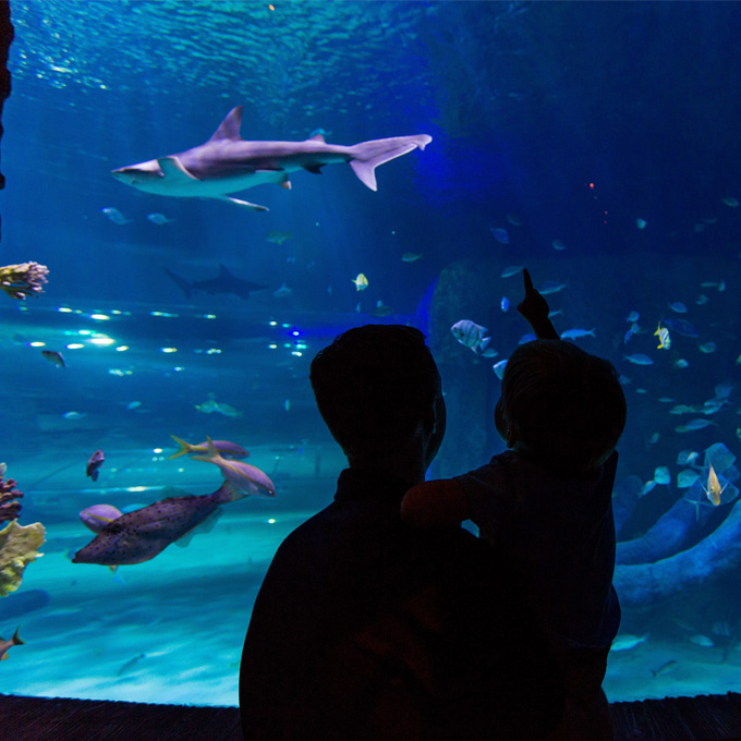 Sea Life Aquarium Admission - Orlando