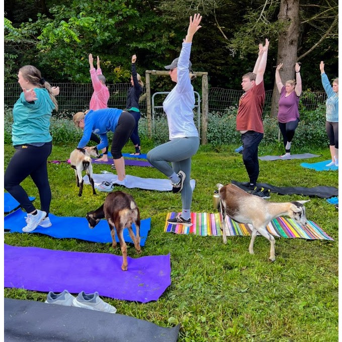 Goat Yoga Session Virgin Experience Gifts