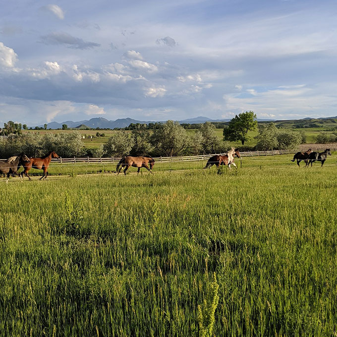 Horses Running in Field