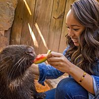 Girl feeding porcupine