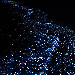 Bioluminescent Kayak Tour in Tomales Bay