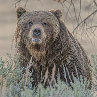 Brown Bear