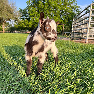 Goat Farm Visit