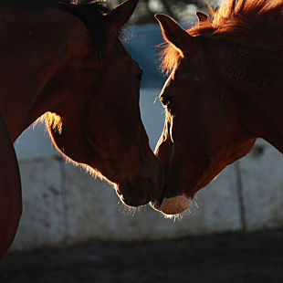 Rescue Horses Santa Barbara