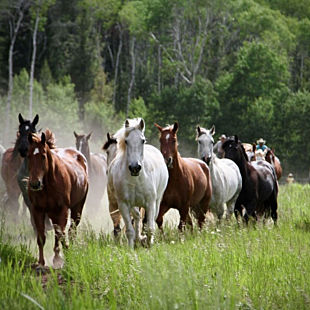 Group of Horses