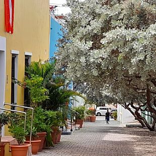 Flower Tree in Town