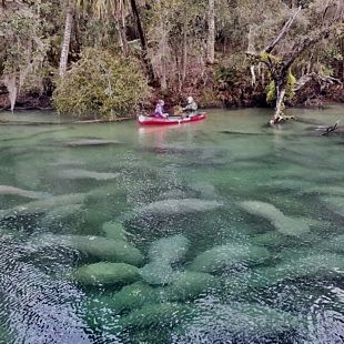 People kayaking with manatees