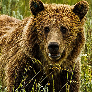 Grizzly Bear in Yellowstone