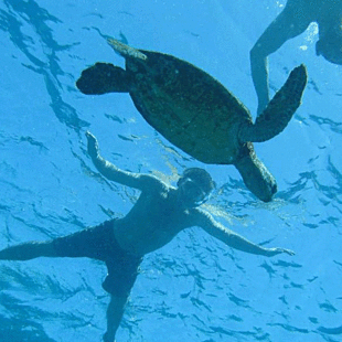 Captain Cook Snorkel Trip