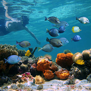 Snorkel in Key West