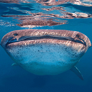 Whale