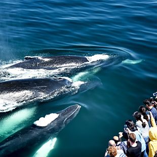 Group viewing whales