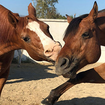 Play with Rescued Horses