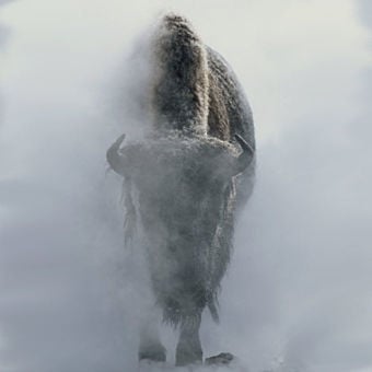 4-Day Best of Yellowstone Winter Tour