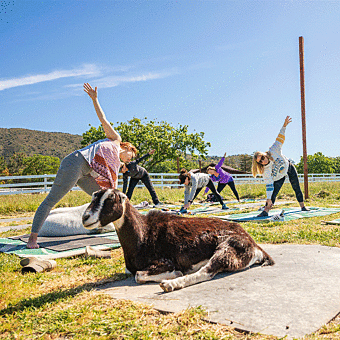 Goat Yoga Session at Charlie’s Acres