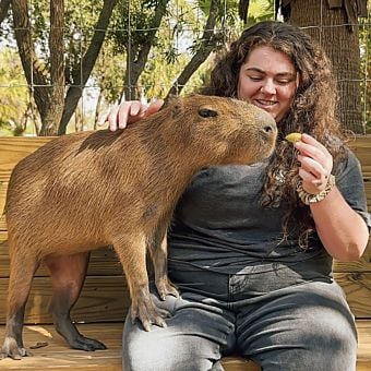 Capybara Encounter at the Wild Florida Gator Park