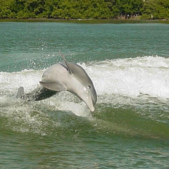 Clearwater Dolphin Encounter and Boat Ride
