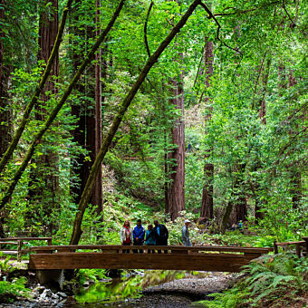 Redwoods & Wine Country Lunch Tour