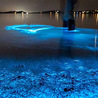 Bioluminescent Clear Kayak Adventure
