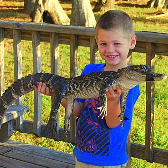 Half-Day Everglades Adventure Tour