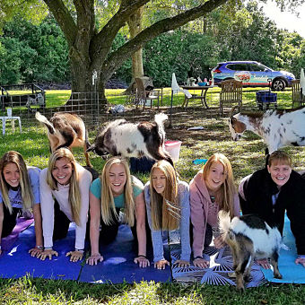 Goat Yoga and Mimosas with a Farm Tour