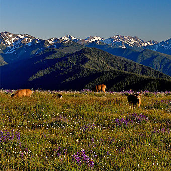 Olympic National Park Tour