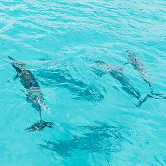 Dolphin Cruise & Snorkeling Expedition