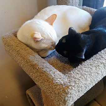 Cat Café Animal Encounter