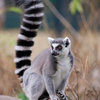 Ring-Tailed Lemur Encounter at the Wild Florida Gator Park