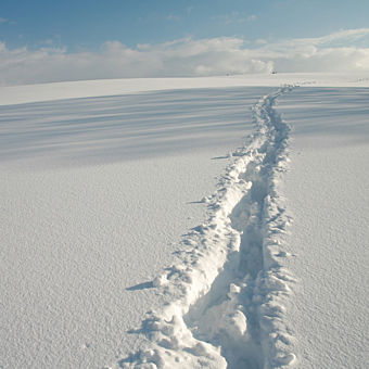 Rocky Mountain Snowshoe Tour