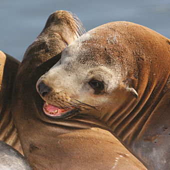 Harbor Cruise & Sea Lion Adventure