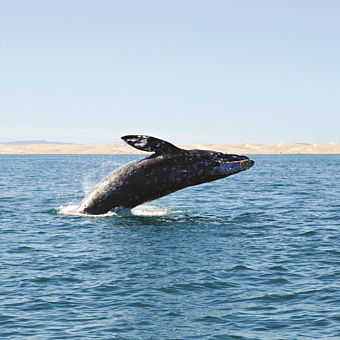 Summer Whale & Dolphin Watching Cruise