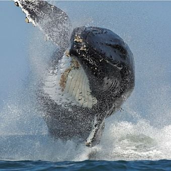 Half-Day Monterey Bay Whale Watching Cruise
