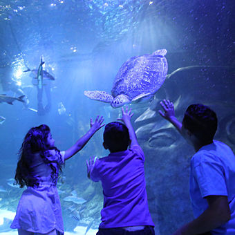 Visit to the SEA LIFE Orlando Aquarium
