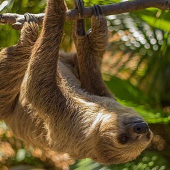 Two-Toed Sloth Encounter at the Wild Florida Gator Park