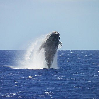 Waikiki Whale Watching Cruise 