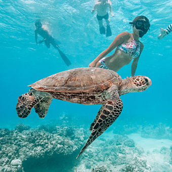 Snorkel with Sea Turtles in Waikiki