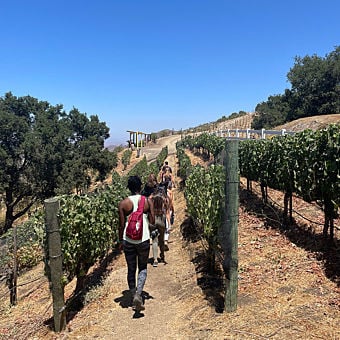 Scenic Vineyard Hike