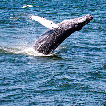 Jersey Shore Whale Watching Tour