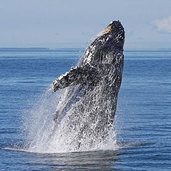 Wildlife and Whale Watching Expedition